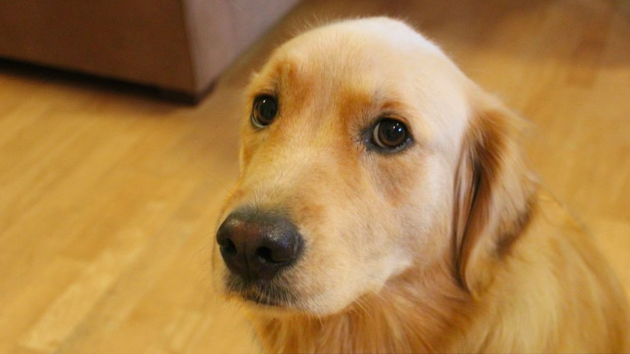 dog dog